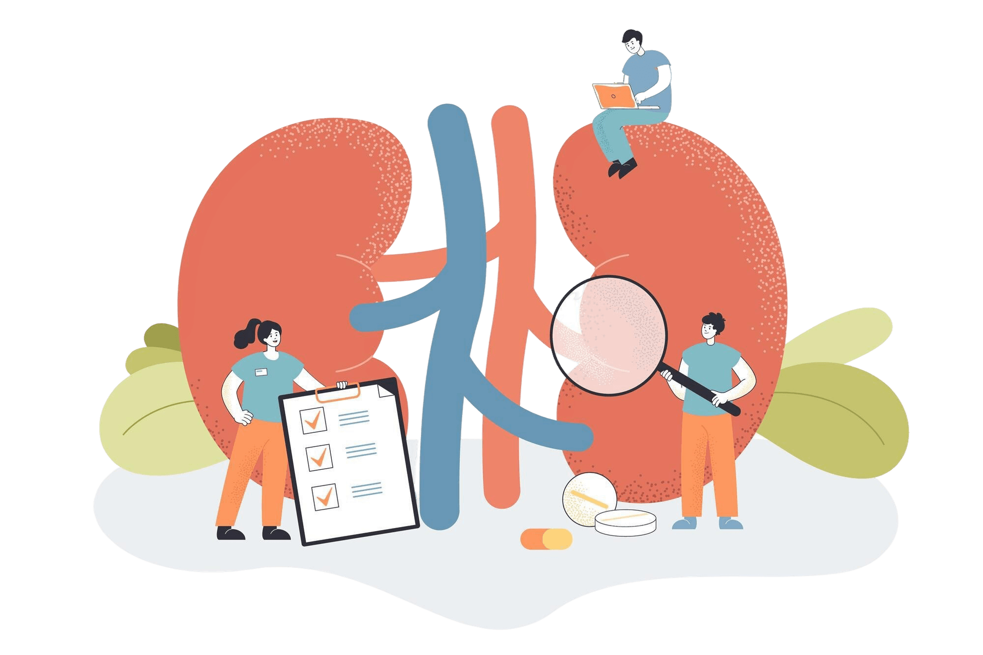 nephrology Illustration