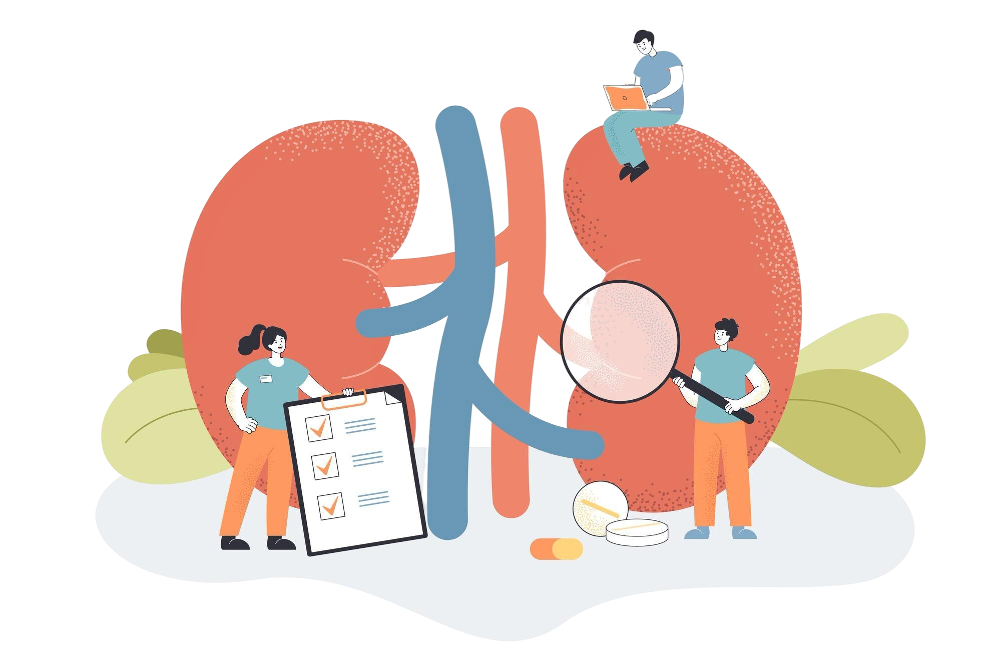nephrology Illustration