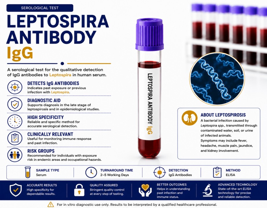 Leptospira IgG Antibody blood test for detecting previous exposure to leptospirosis using a serum sample.