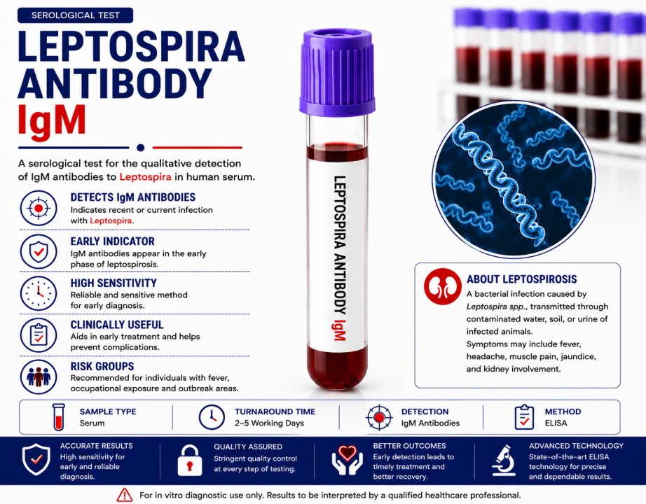 Leptospira IgM Antibody blood test for detecting recent leptospirosis infection using a serum sample.